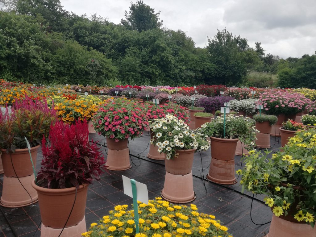 Versuch mit Beet-und Balkonpflanzen in torffreiem Substrat.