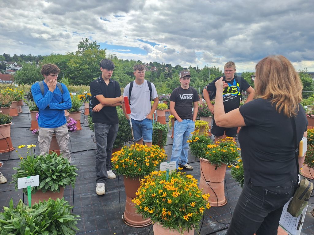 Die Beet- und Balkonware wird nach verschiedenen Kriterien, z.B. Insektenfreundlichkeit, gesichtet.