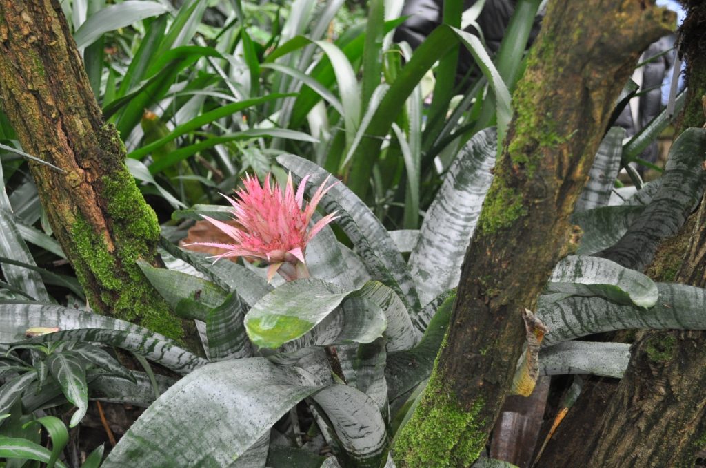 Bromelien-Art in der Blüte.